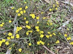 Hibbertia exutiacies