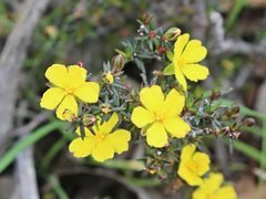 Hibbertia exutiacies