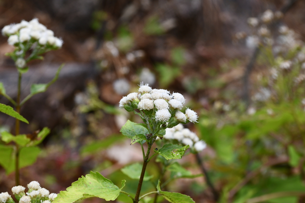 Ageratina yecorana