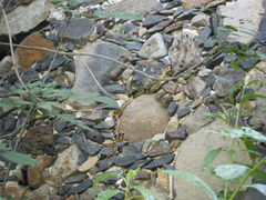 Pituophis deppei deppei