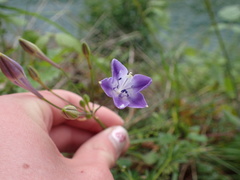 Triteleia bridgesii