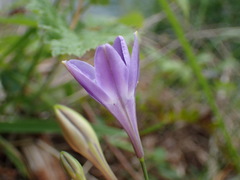 Triteleia bridgesii