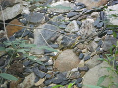 Pituophis deppei deppei