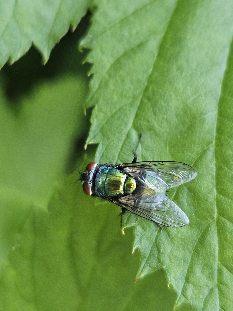 Common European Greenbottle Fly from Roxboro on June 18, 2024 at 03:55 ...