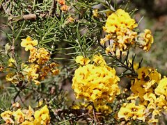 Dillwynia juniperina