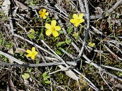 Ranunculus pachycarpus