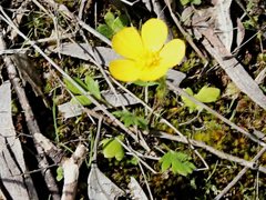 Ranunculus pachycarpus