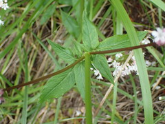 Valeriana sitchensis