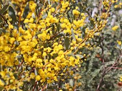 Acacia buxifolia