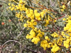 Acacia buxifolia