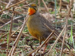 Macronyx capensis capensis