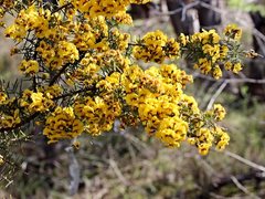 Dillwynia juniperina