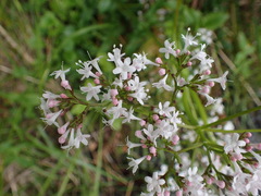 Valeriana sitchensis
