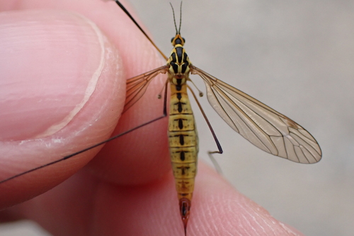 Nephrotoma flavescens