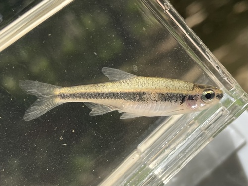 Highfin shiner (Notropis altipinnis) — Cyprinidae — 3