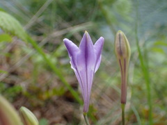Triteleia bridgesii