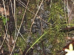 Peltigera dolichorhiza