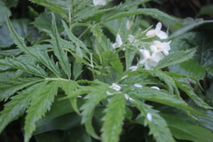 Cardamine heptaphylla