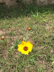 Coreopsis tinctoria tinctoria