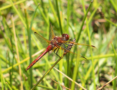 Sympetrum madidum