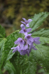Cardamine pentaphyllos