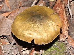 Cortinarius austrovenetus
