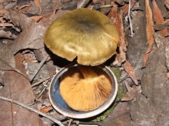 Cortinarius austrovenetus