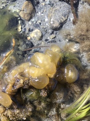 Leathesia marina