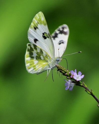 Eastern Bath White, Via Moneta, 36100 Vicenza VI, Italien, photo 10 of 10
