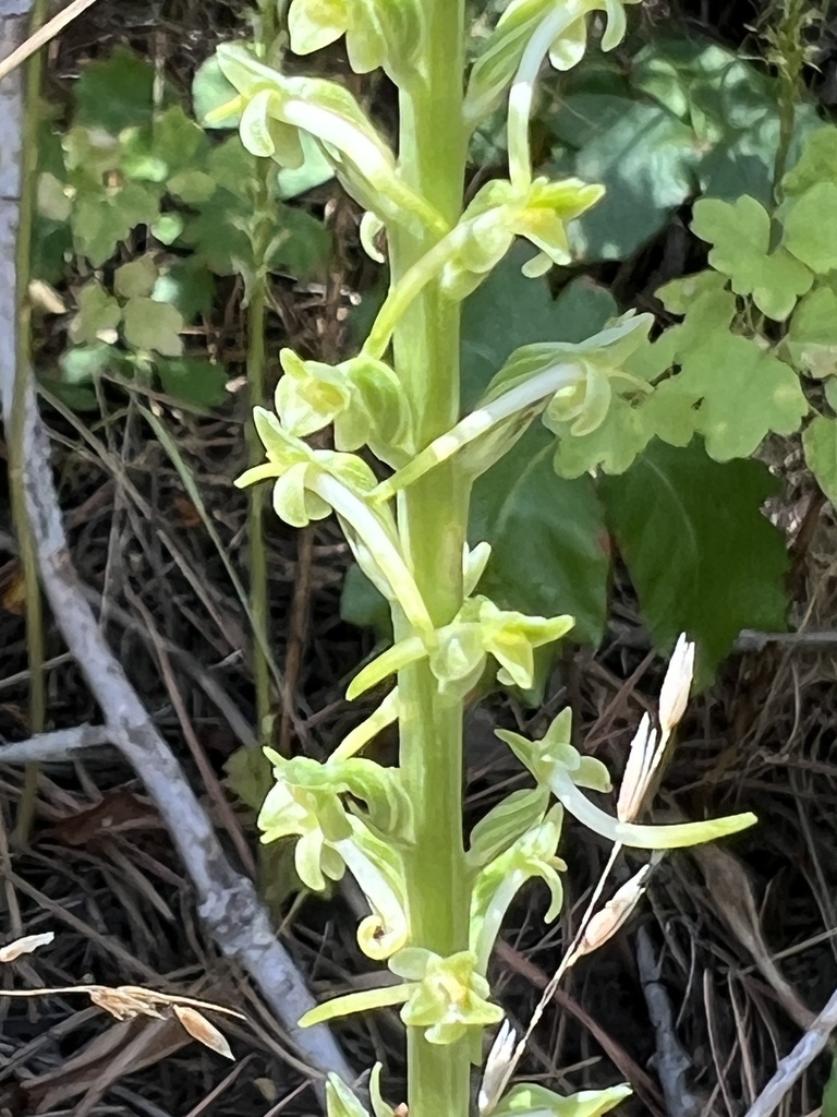 Platanthera elongata