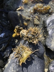 Ahnfeltia fastigiata