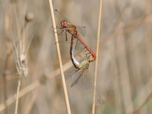 Southern Darter