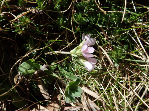 Androsace halleri