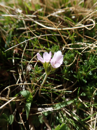 Androsace halleri, photograph 1