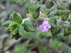 Prostanthera densa