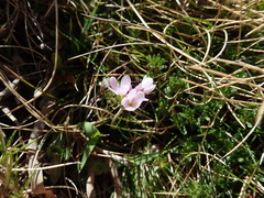 Androsace halleri, photograph John Kenrick Gibson, CC0, iNaturalist via GBIF