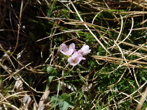 Androsace halleri, photograph 3