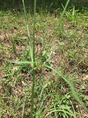 Coreopsis tinctoria tinctoria