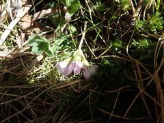 Androsace halleri, photograph John Kenrick Gibson, CC0, iNaturalist via GBIF