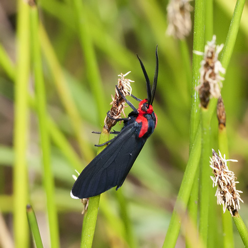 White-tipped Ctenucha