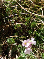 Androsace halleri, photograph John Kenrick Gibson, CC0, iNaturalist via GBIF