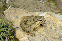 Moroccan Painted Frog photo 5