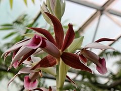 Phaius australis