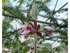 Phaius australis
