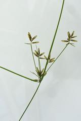 Cyperus amabilis