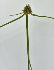 Cyperus austroafricanus