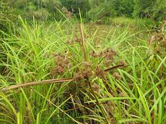 Cyperus dives