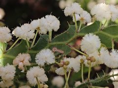 Acacia alata