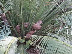 Macrozamia johnsonii