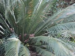 Macrozamia johnsonii